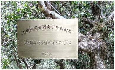 北京群菱能源認養800年古茶樹